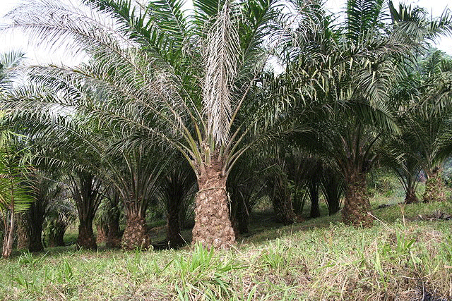 palmolja